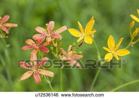 Candy lilies, Tochigi Prefecture, Honshu, Japan View Large Photo Image Stock Photograph - Candy lilies, Tochigi Prefecture, Honshu, Japan. Fotosearch