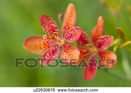 Candy lilies, Tochigi Prefecture, Honshu, Japan View Large Photo Image Stock Photograph - Candy lilies, Tochigi Prefecture, Honshu, Japan. Fotosearch