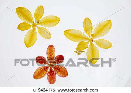 Candy Lily Flowers Floating on Water View Large Photo Image Stock Photography - Candy Lily Flowers Floating on Water. Fotosearch