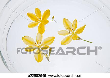 Candy Lily Flowers in Bowl of Water View Large Photo Image Stock Photography - Candy Lily Flowers in Bowl of Water. Fotosearch