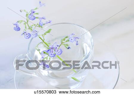 Catmint in Tea Cup View Large Photo Image Stock Image - Catmint in Tea Cup. Fotosearch