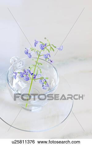 Catmint in Tea Cup View Large Photo Image Stock Photograph - Catmint in Tea Cup. Fotosearch