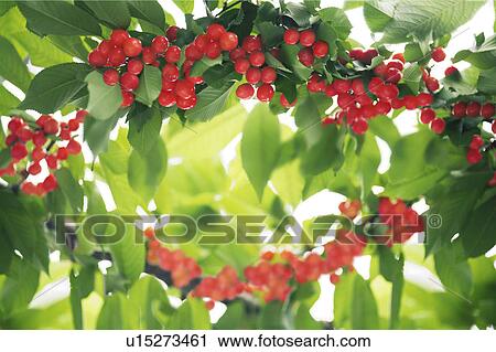 Cherries on tree View Large Photo Image Stock Image - Cherries on tree. Fotosearch