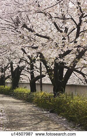 Stock Photo - Cherry Blossom Over Footpath. Fotosearch