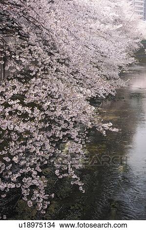 Picture - Cherry Blossom Trees by River. Fotosearch