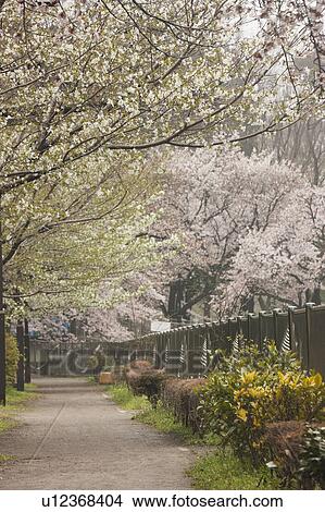 Picture - Cherry Blossom Trees Over Footpath. Fotosearch