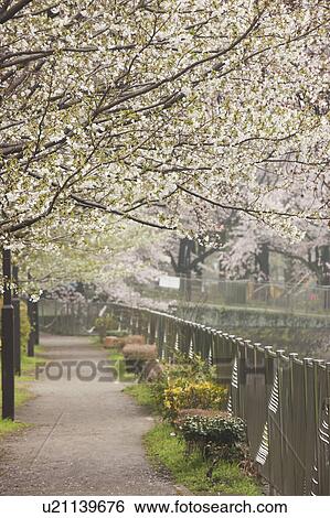 Stock Photograph - Cherry Blossom Trees Over Footpath. Fotosearch