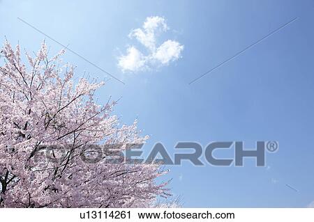 Cherry Blossom Trees View Large Photo Image Stock Image - Cherry Blossom Trees. Fotosearch