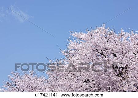 Cherry Blossom Trees View Large Photo Image Stock Image - Cherry Blossom Trees. Fotosearch