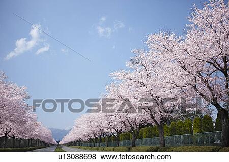 Stock Photo - Cherry Blossom Trees. Fotosearch