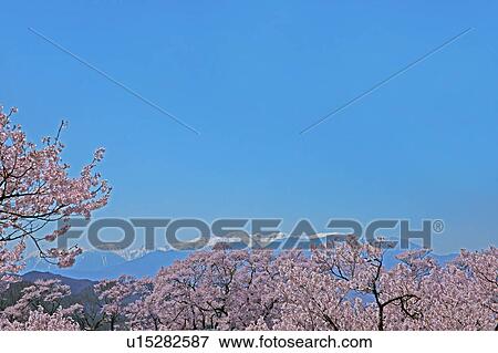 Cherry blossoms and Kiso mountains, Nagano Prefecture, Honshu, Japan View Large Photo Image Stock Photo - Cherry blossoms and Kiso mountains, Nagano Prefecture, Honshu, Japan. Fotosearch