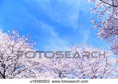 Cherry blossoms, Kanagawa Prefecture, Honshu, Japan View Large Photo Image Stock Image - Cherry blossoms, Kanagawa Prefecture, Honshu, Japan. Fotosearch