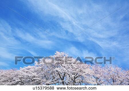 Stock Photo - Cherry blossoms, Kanagawa Prefecture, Honshu, Japan. Fotosearch
