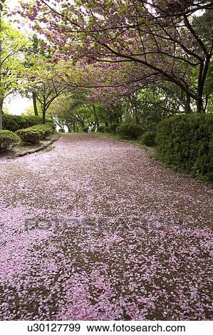 Stock Photo - Cherry blossoms, Niigata Prefecture, Honshu, Japan. Fotosearch