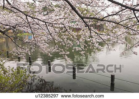 Stock Photo - Cherry Blossoms Over Pond. Fotosearch