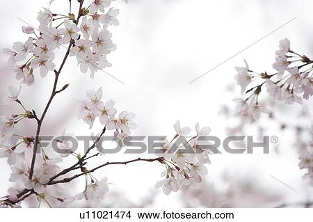 Cherry blossoms View Large Photo Image Picture - Cherry blossoms. Fotosearch