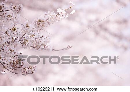 Cherry Blossoms View Large Photo Image Stock Image - Cherry Blossoms. Fotosearch