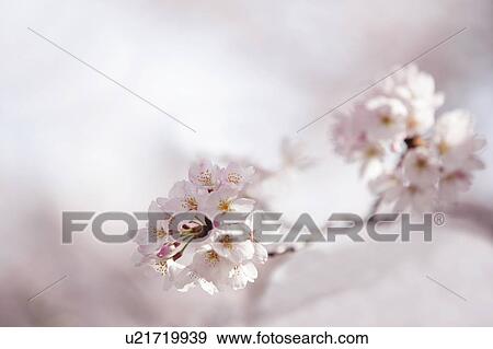 Cherry blossoms View Large Photo Image Stock Photo - Cherry blossoms. Fotosearch