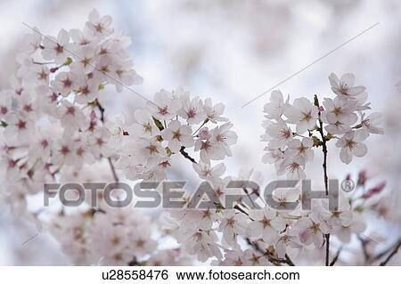 Cherry blossoms View Large Photo Image Stock Photograph - Cherry blossoms. Fotosearch