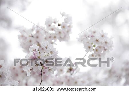 Cherry blossoms View Large Photo Image Stock Photography - Cherry blossoms. Fotosearch