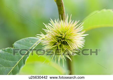 Chestnut on tree, Tochigi Prefecture, Honshu, Japan View Large Photo Image Stock Image - Chestnut on tree, Tochigi Prefecture, Honshu, Japan. Fotosearch