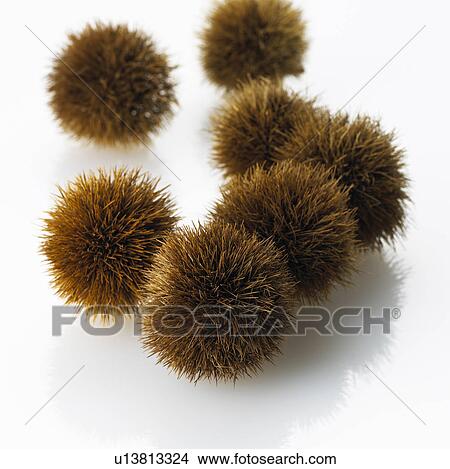 Picture - Chestnuts. Fotosearch