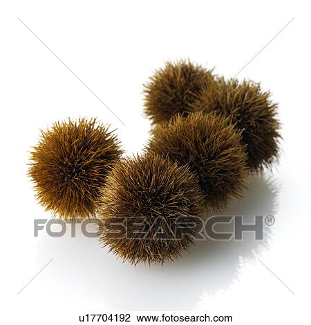 Chestnuts View Large Photo Image Stock Image - Chestnuts. Fotosearch