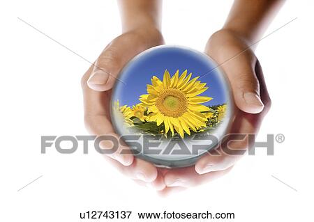Child Holding Globe Showing Sunflowers View Large Photo Image Stock Photo - Child Holding Globe Showing Sunflowers. Fotosearch