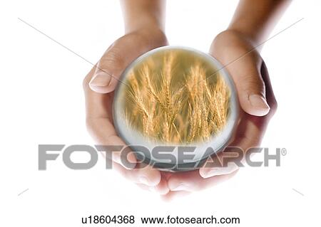 Stock Photo - Child Holding Globe Showing Wheat. Fotosearch