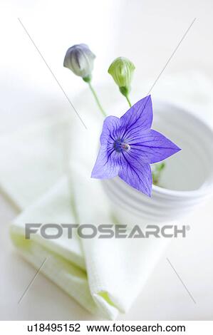 Stock Image - Chinese Bellflower, High Angle View. Fotosearch