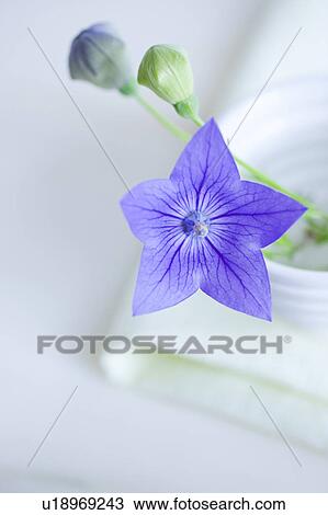 Stock Image - Chinese Bellflower, High Angle View. Fotosearch