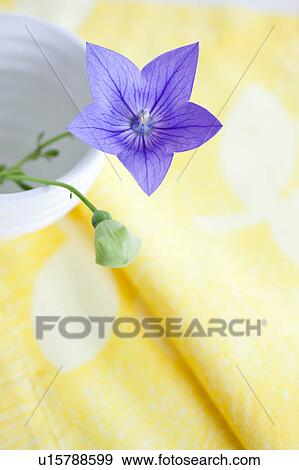 Chinese Bellflower, High Angle View View Large Photo Image Stock Photo - Chinese Bellflower, High Angle View. Fotosearch
