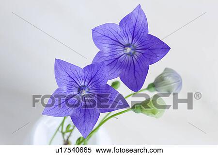 Stock Photography - Chinese Bellflower, High Angle View. Fotosearch