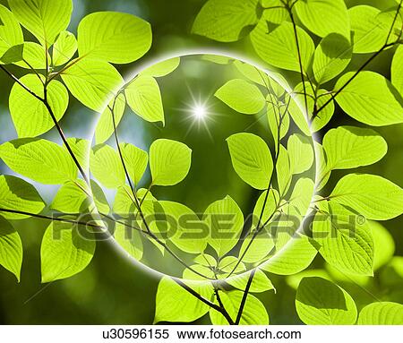 Circle and Foliage View Large Photo Image Stock Photography - Circle and Foliage. Fotosearch