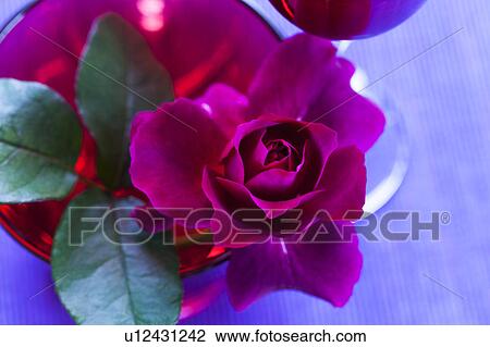 Close-up of pink rose in a vase View Large Photo Image Stock Image - Close-up of pink rose in a vase. Fotosearch