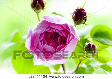 Picture - Close-up of pink rose. Fotosearch