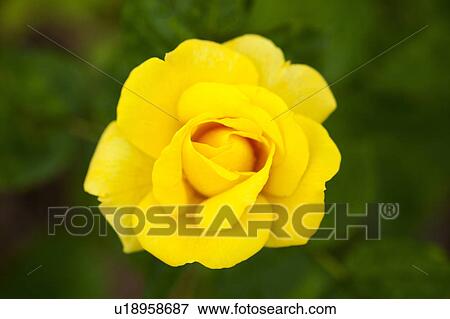 Close-up of pink rose View Large Photo Image Stock Photo - Close-up of pink rose. Fotosearch