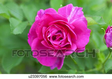 Stock Photograph - Close-up of pink rose. Fotosearch