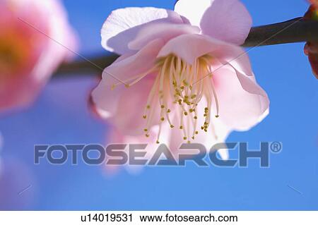 Close-up of plum blossoms, Kanagawa Prefecture, Honshu, Japan View Large Photo Image Stock Image - Close-up of plum blossoms, Kanagawa Prefecture, Honshu, Japan. Fotosearch