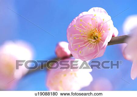 Close-up of plum blossoms, Kanagawa Prefecture, Honshu, Japan View Large Photo Image Stock Image - Close-up of plum blossoms, Kanagawa Prefecture, Honshu, Japan. Fotosearch