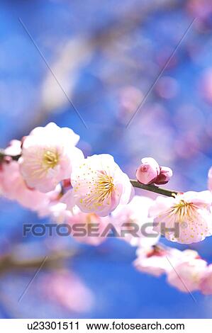 Stock Image - Close-up of plum blossoms, Kanagawa Prefecture, Honshu, Japan. Fotosearch