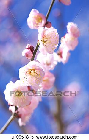 Close-up of plum blossoms, Kanagawa Prefecture, Honshu, Japan View Large Photo Image Stock Photography - Close-up of plum blossoms, Kanagawa Prefecture, Honshu, Japan. Fotosearch