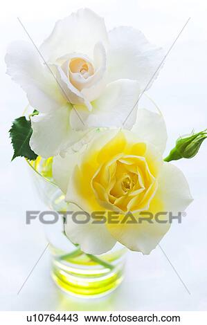 Close-up of white and yellow roses View Large Photo Image Stock Image - Close-up of white and yellow roses. Fotosearch