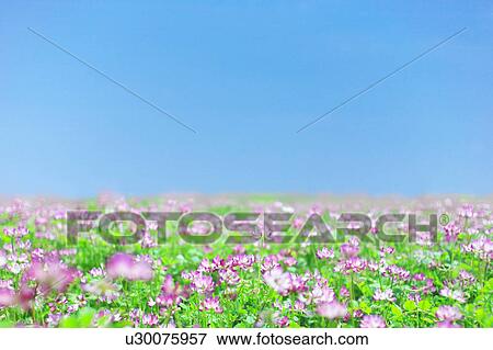 Clover meadow, Kanagawa Prefecture, Honshu, Japan View Large Photo Image Stock Photo - Clover meadow, Kanagawa Prefecture, Honshu, Japan. Fotosearch