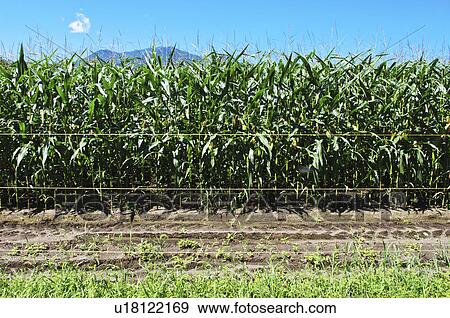 Corn Field View Large Photo Image Stock Photo - Corn Field. Fotosearch