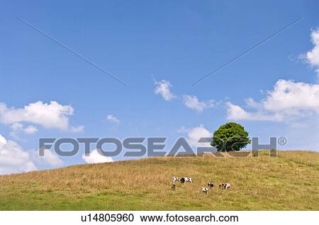 Stock Image - Cows grazing on hill, Hokkaido Prefecture, Japan. Fotosearch