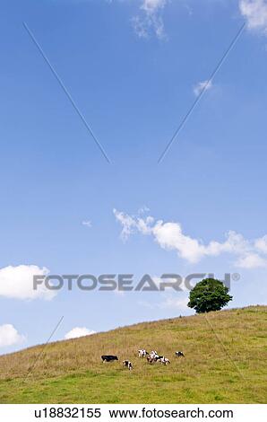 Stock Photography - Cows grazing on hill, Hokkaido Prefecture, Japan. Fotosearch