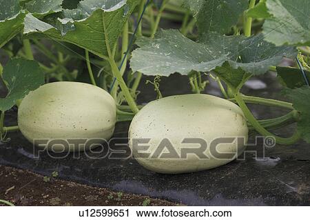 Stock Image - Crookneck Squash (Cucurbita pepo), Chiba Prefecture, Honshu, Japan. Fotosearch