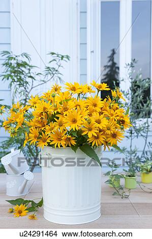 Picture - Cucumber leaf Sunflowers (Helianthus cucumerifolius) and small watering cans on table. Fotosearch