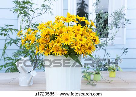 Cucumber leaf Sunflowers (Helianthus cucumerifolius) and small watering cans on table View Large Photo Image Stock Image - Cucumber leaf Sunflowers (Helianthus cucumerifolius) and small watering cans on table. Fotosearch